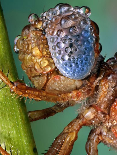 Picture 10 of Beautiful photo: Insects glitter in the early dew