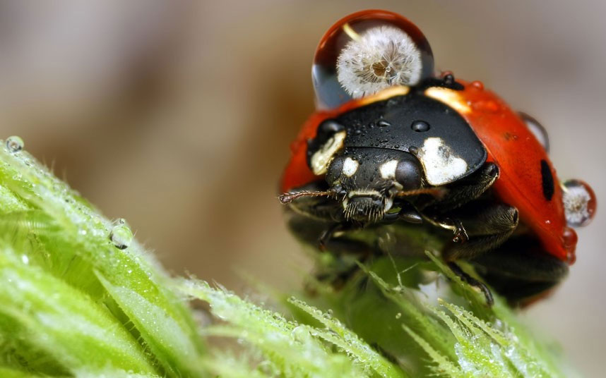 Picture 2 of Beautiful photo: Insects glitter in the early dew