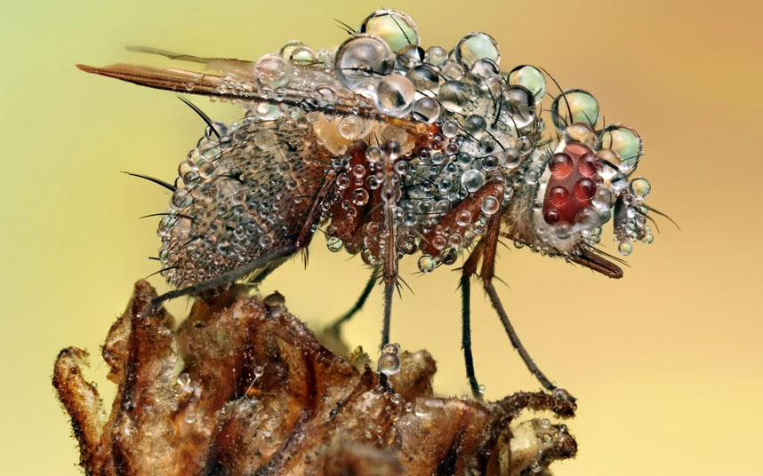 Picture 3 of Beautiful photo: Insects glitter in the early dew