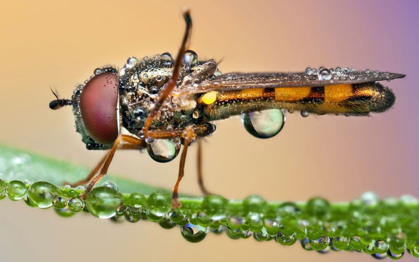 Picture 4 of Beautiful photo: Insects glitter in the early dew