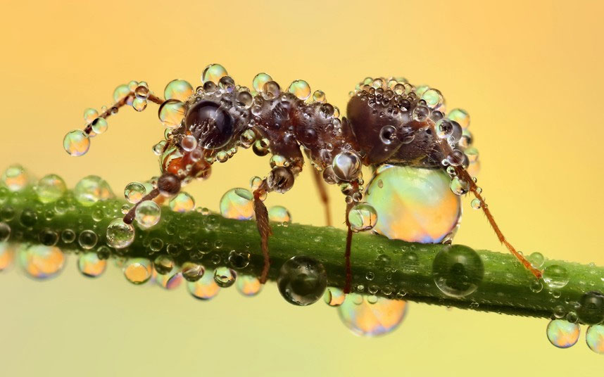 Picture 5 of Beautiful photo: Insects glitter in the early dew