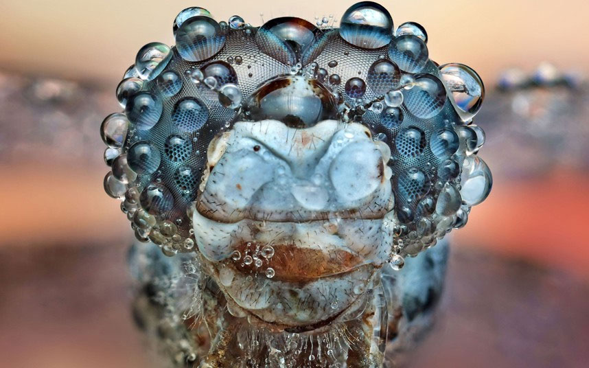 Picture 6 of Beautiful photo: Insects glitter in the early dew