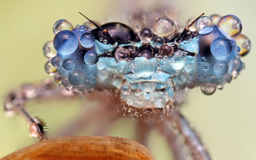 Picture 7 of Beautiful photo: Insects glitter in the early dew