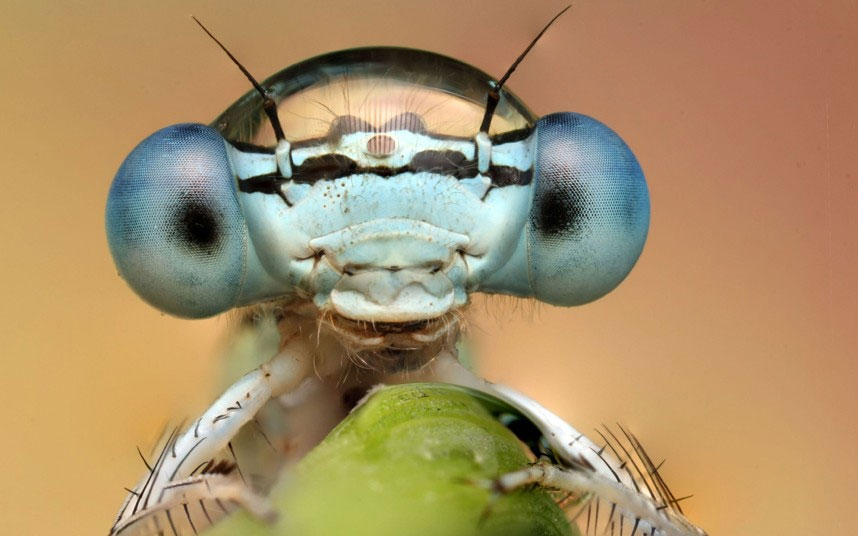 Picture 8 of Beautiful photo: Insects glitter in the early dew