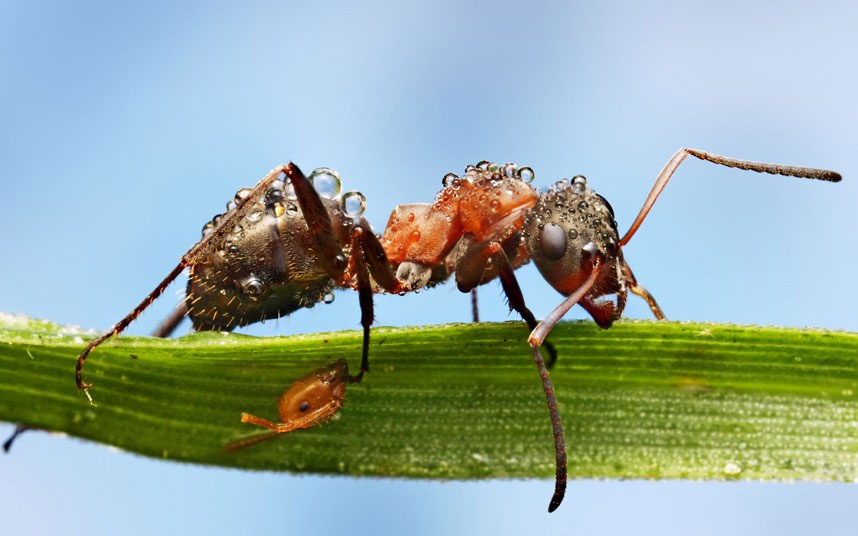 Picture 9 of Beautiful photo: Insects glitter in the early dew