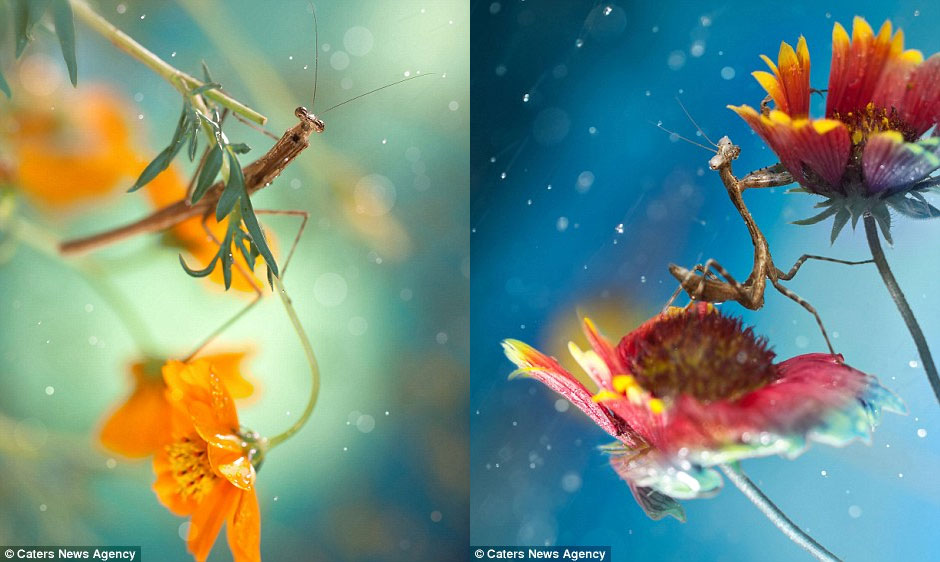 Picture 11 of Beautiful photo: Lost in the world of insects