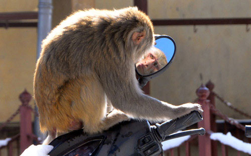 Picture 10 of Beautiful photo: Monkey knows how to mirror a mirror