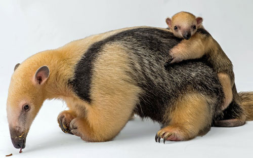 Picture 4 of Beautiful photo: Monkey knows how to mirror a mirror