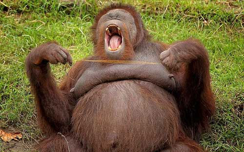 Picture 5 of Beautiful photo: Monkey knows how to mirror a mirror