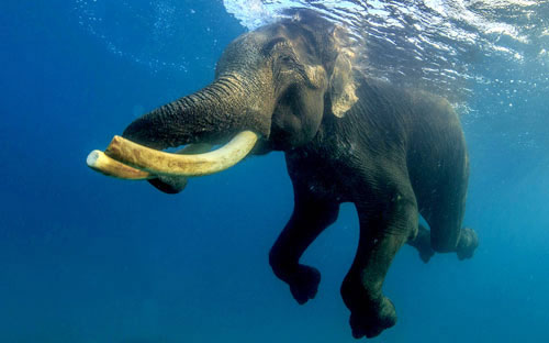 Picture 10 of Beautiful photo: 'Mr.' 63-year-old elephant swims under the sea