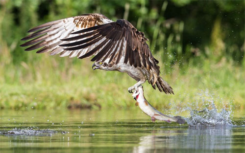 Beautiful photo: Nai mother rescued her in the middle of the fast water images 10
