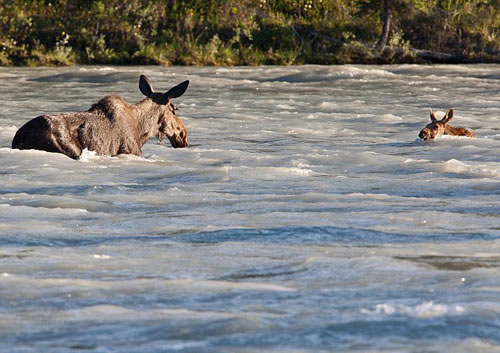 Beautiful photo: Nai mother rescued her in the middle of the fast water images 11