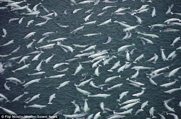 Picture 1 of Beautiful photo of white whale hunting cod and squid