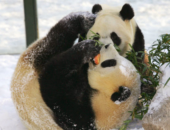 Picture 11 of Beautiful photo: Panda playing in the zoo
