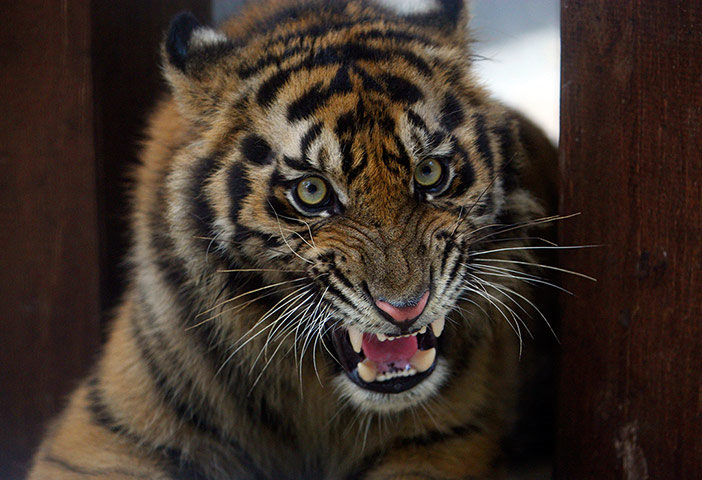 Picture 15 of Beautiful photo: Sumatran tiger breeding in people's houses