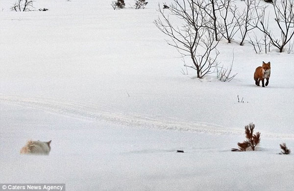 Picture 1 of Beautiful photo: The fox chasing a cat's tail curves