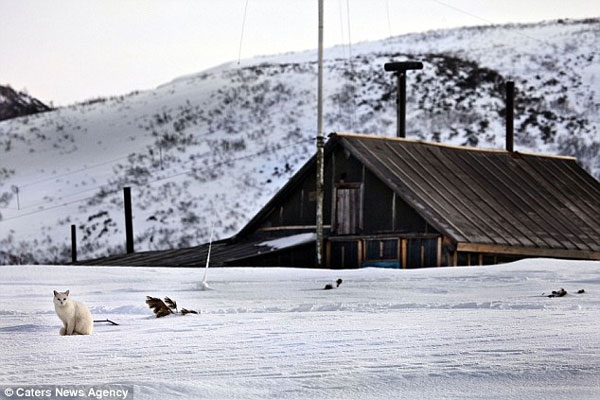 Picture 5 of Beautiful photo: The fox chasing a cat's tail curves