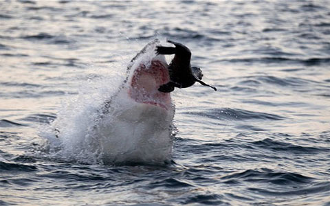 Picture 10 of Beautiful photo: The hunting spirit of ocean assassins