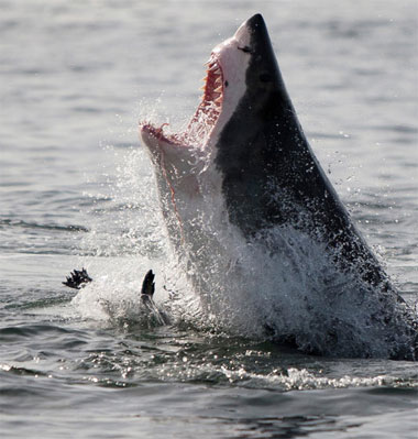 Picture 2 of Beautiful photo: The hunting spirit of ocean assassins