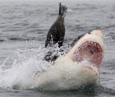 Picture 3 of Beautiful photo: The hunting spirit of ocean assassins
