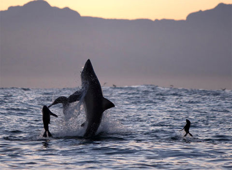 Picture 4 of Beautiful photo: The hunting spirit of ocean assassins