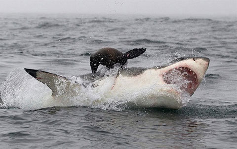 Picture 5 of Beautiful photo: The hunting spirit of ocean assassins
