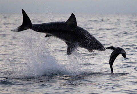 Picture 6 of Beautiful photo: The hunting spirit of ocean assassins