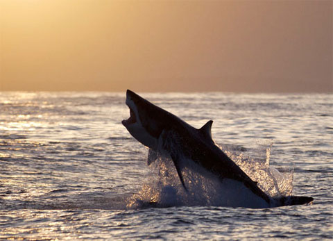 Picture 7 of Beautiful photo: The hunting spirit of ocean assassins