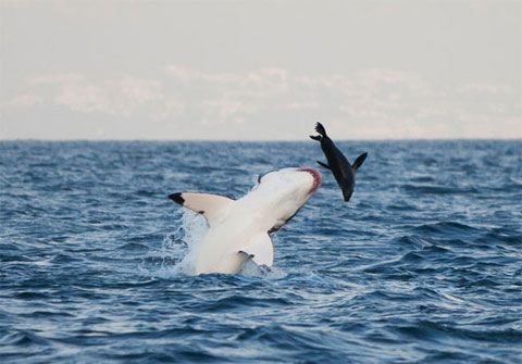 Picture 8 of Beautiful photo: The hunting spirit of ocean assassins