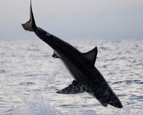 Picture 9 of Beautiful photo: The hunting spirit of ocean assassins
