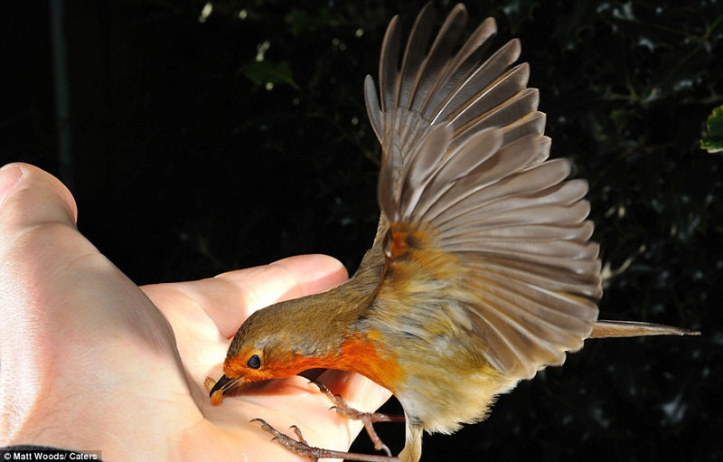 Picture 1 of Beautiful photo: The moment of bird eating deep in human hands