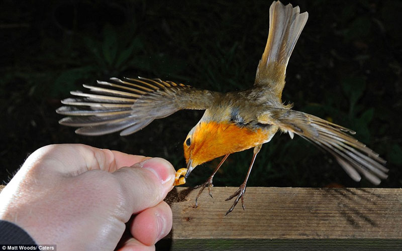 Picture 2 of Beautiful photo: The moment of bird eating deep in human hands