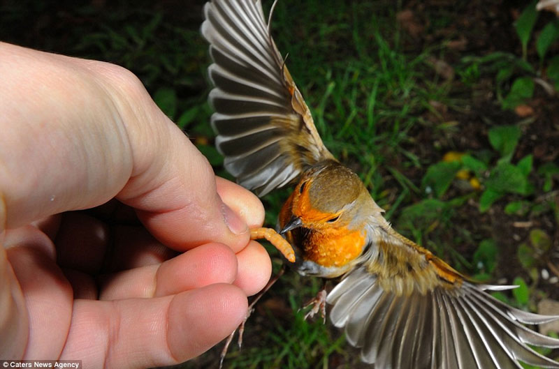 Picture 3 of Beautiful photo: The moment of bird eating deep in human hands