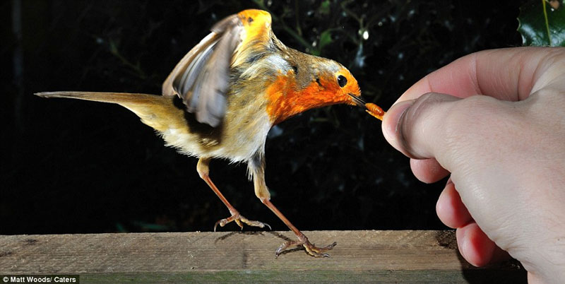 Picture 4 of Beautiful photo: The moment of bird eating deep in human hands