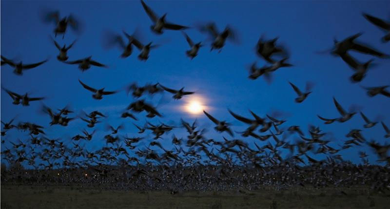 Picture 11 of Beautiful photo: The war of gulls