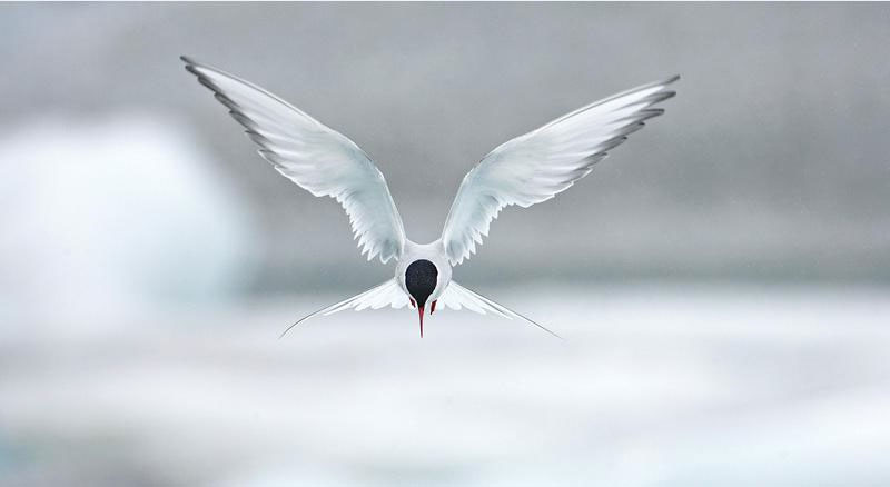 Picture 9 of Beautiful photo: The war of gulls