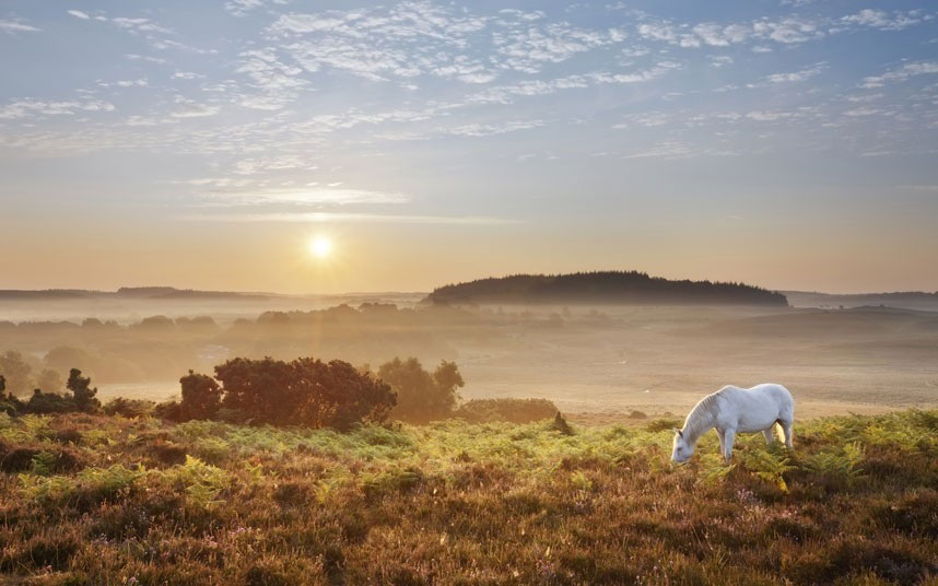 Picture 19 of Beautiful photo: Wild horse with great hero
