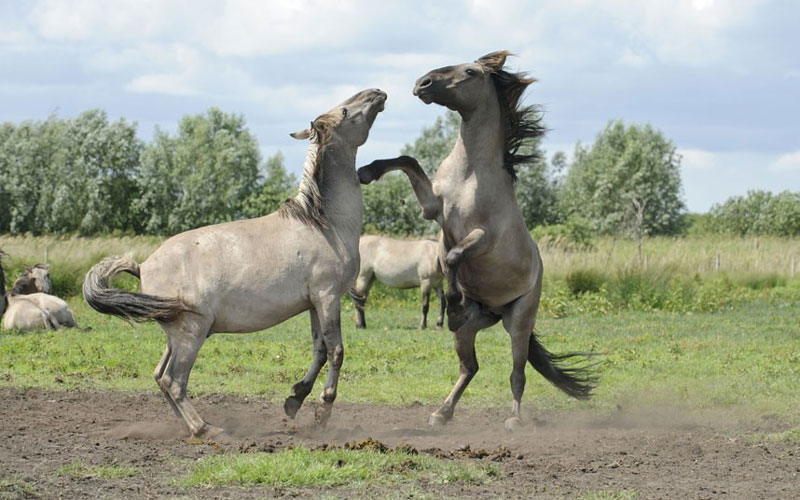 Picture 7 of Beautiful photo: Wild horse with great hero