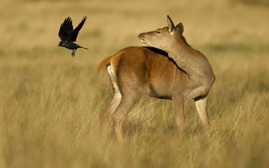 Picture 9 of Beautiful photo: Wild horse with great hero