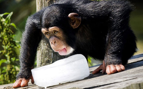 Picture 1 of Beautiful photos: Animals against heat