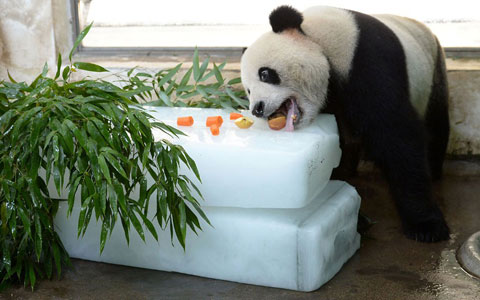 Picture 2 of Beautiful photos: Animals against heat