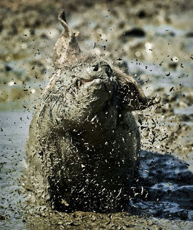 Picture 3 of Beautiful photos: Animals against heat