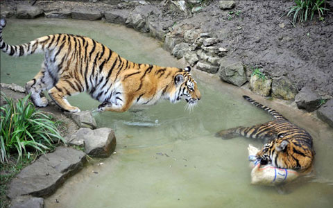 Picture 4 of Beautiful photos: Animals against heat