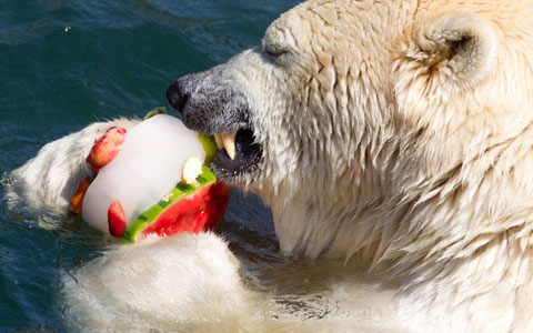 Picture 5 of Beautiful photos: Animals against heat
