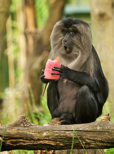 Picture 6 of Beautiful photos: Animals against heat