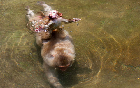 Picture 7 of Beautiful photos: Animals against heat