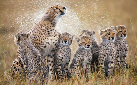 Picture 8 of Beautiful photos: Animals against heat