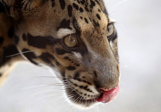 Picture 10 of Beautiful photos: Animals play in the forest