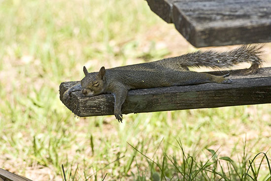 Picture 14 of Beautiful photos: Animals play in the forest
