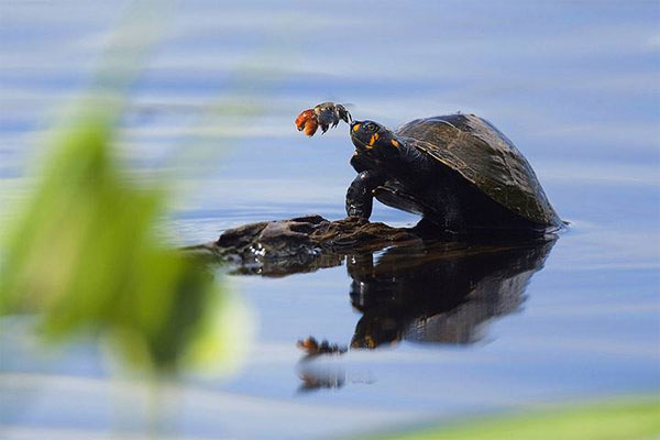Picture 1 of Beautiful photos: Bees suck tears from turtles